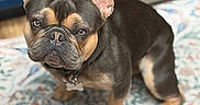 Tank joined the competition — help win amazing prizes! dog, french_bulldog, pet, indoor, carpet, patterned_rug, brown, black, ears, collar, floor, animal, cute, looking, sitting, domestic_animal, close_up, portrait, canine, household