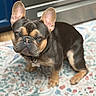 dog, french_bulldog, pet, indoor, carpet, patterned_rug, brown, black, ears, collar, floor, animal, cute, looking, sitting, domestic_animal, close_up, portrait, canine, household