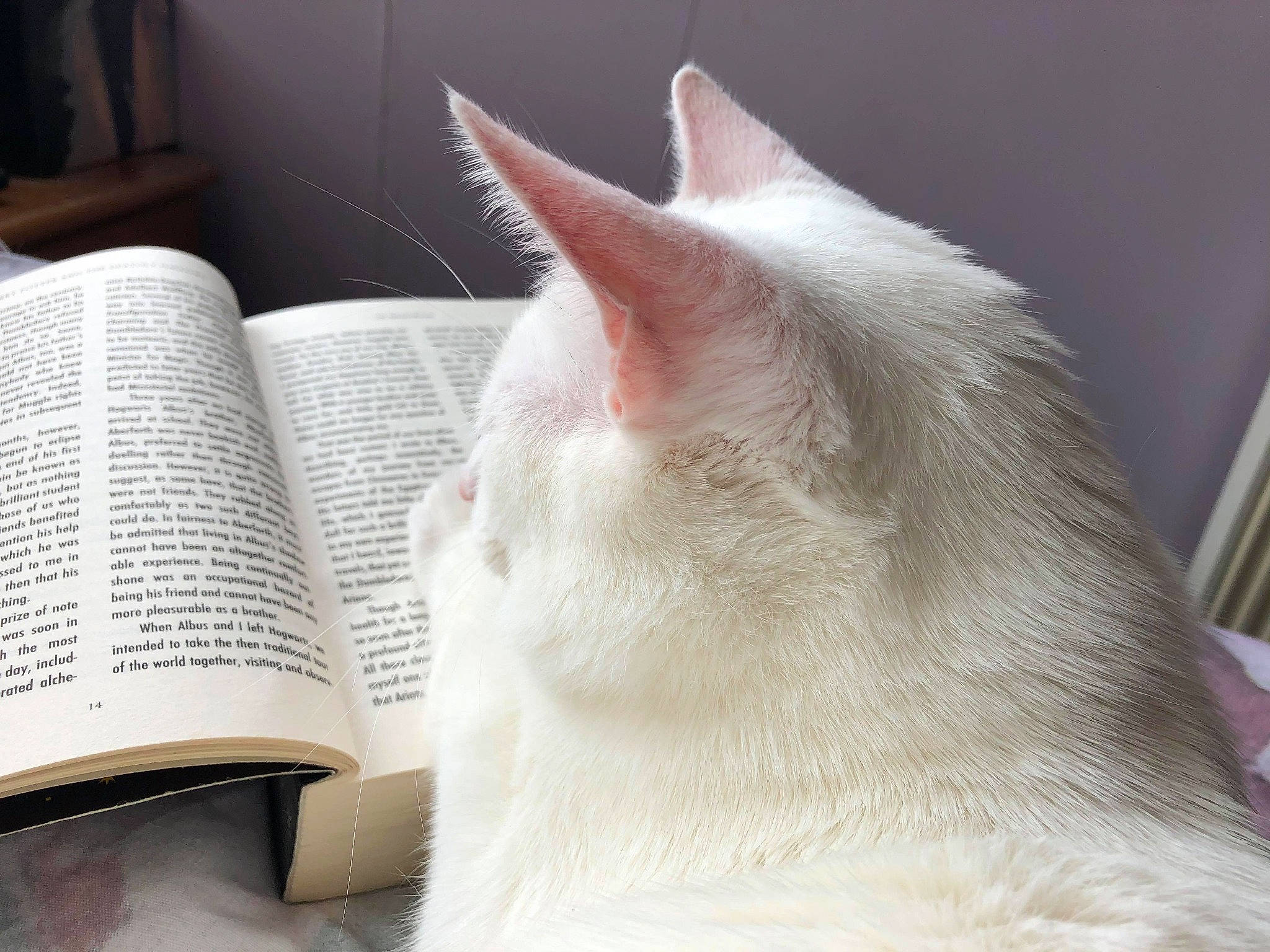 Cheshire is registered to the contest to win money with this photo: book, carmine, carnivore, cat, claw, comfort, domestic_short_haired_cat, fawn, felidae, fur, human_leg, linens, nap, paw, publication, small_to_medium_sized_cats, snout, tail, whiskers, window