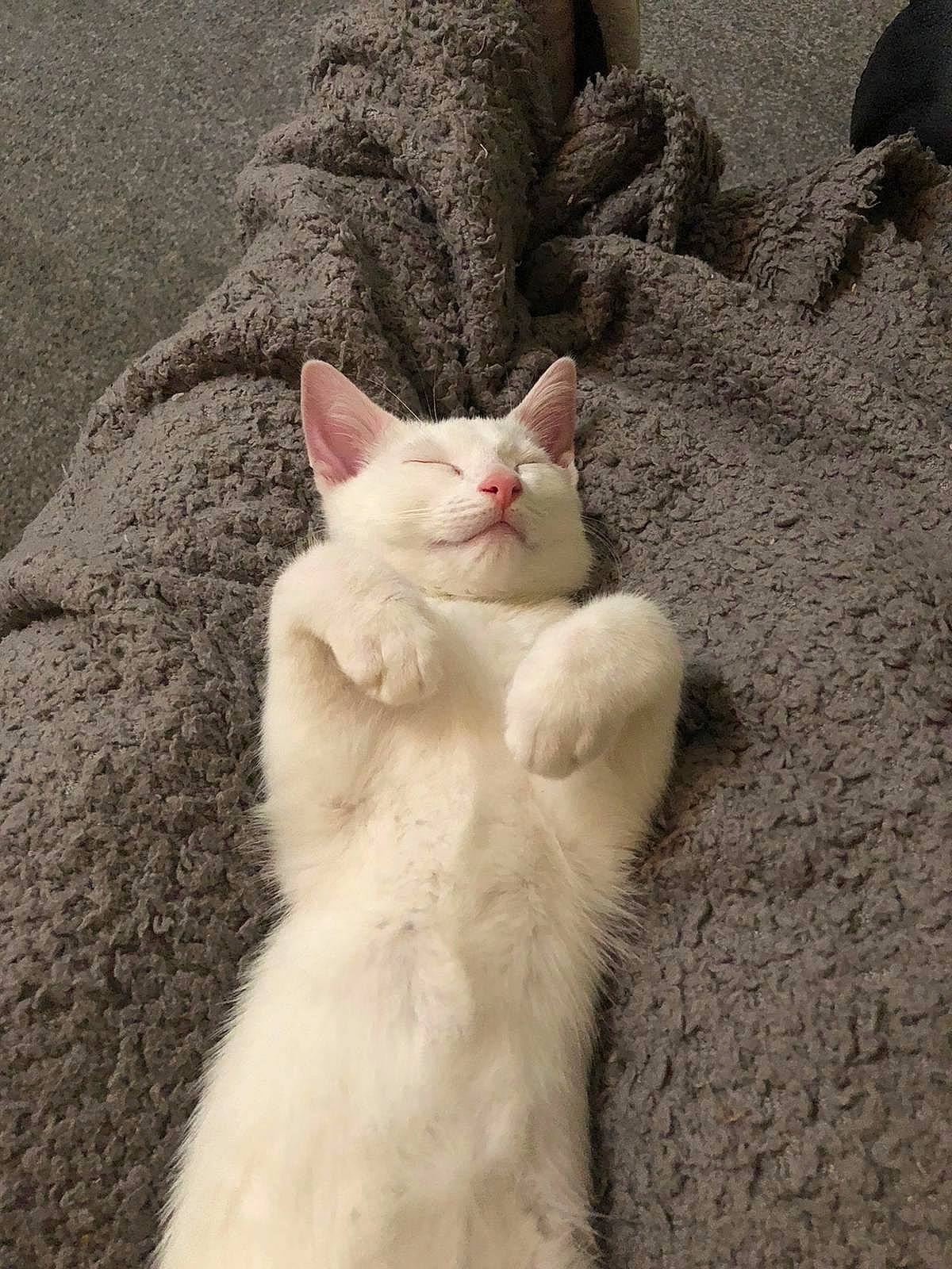 Cheshire joined the competition — help win amazing prizes! carnivore, cat, domestic_short_haired_cat, fawn, felidae, fur, paw, sand, small_to_medium_sized_cats, snout, tail, terrestrial_animal, whiskers