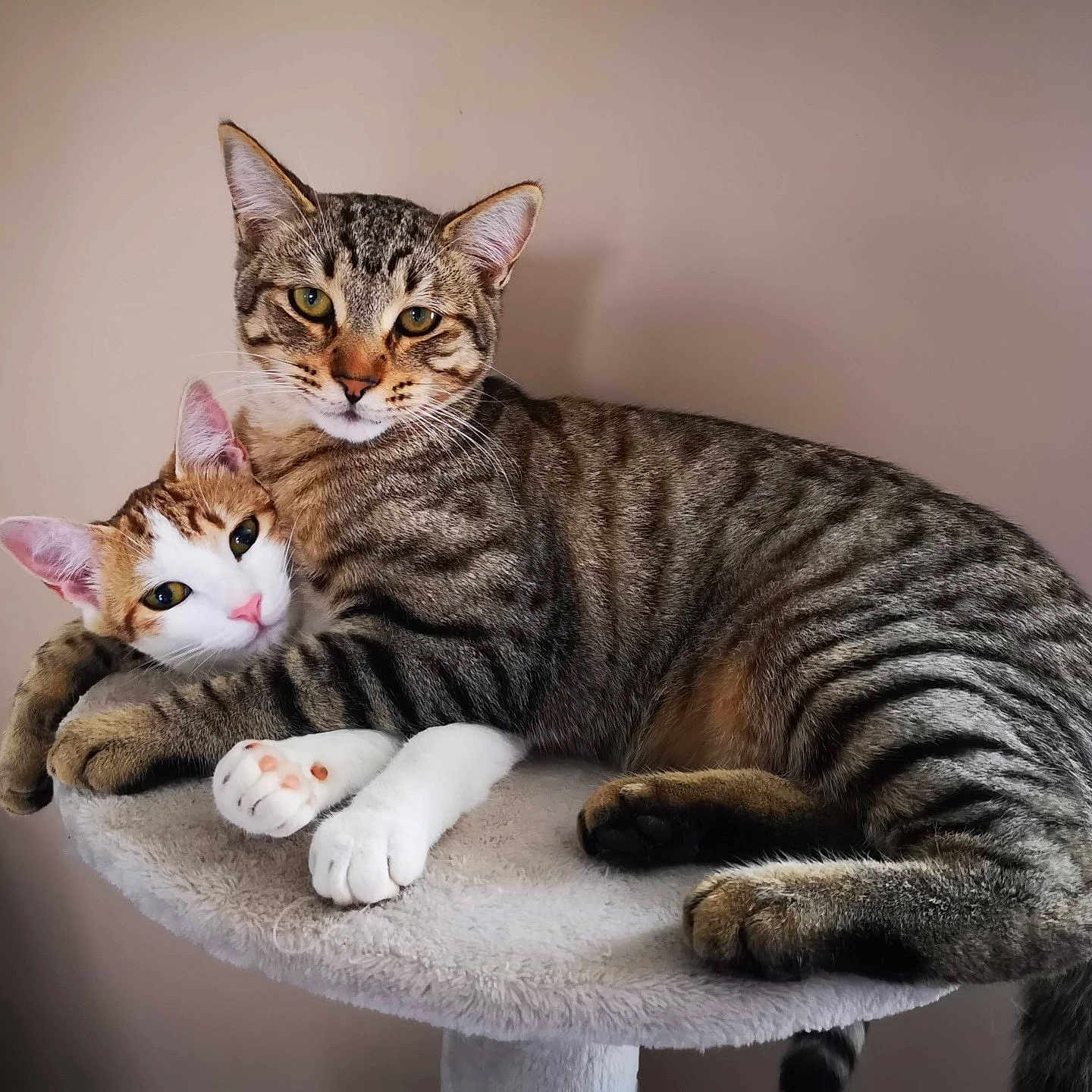 Rambo Et Romy participe au concours pour gagner de l'argent avec cette photo : animal, cat, cat_tree, companionship, cozy, cuddling, cute, domestic_animal, ears, feline, fur, indoor, orange_and_white_cat, paws, pets, relaxing, resting, snuggling, tabby_cat, whiskers