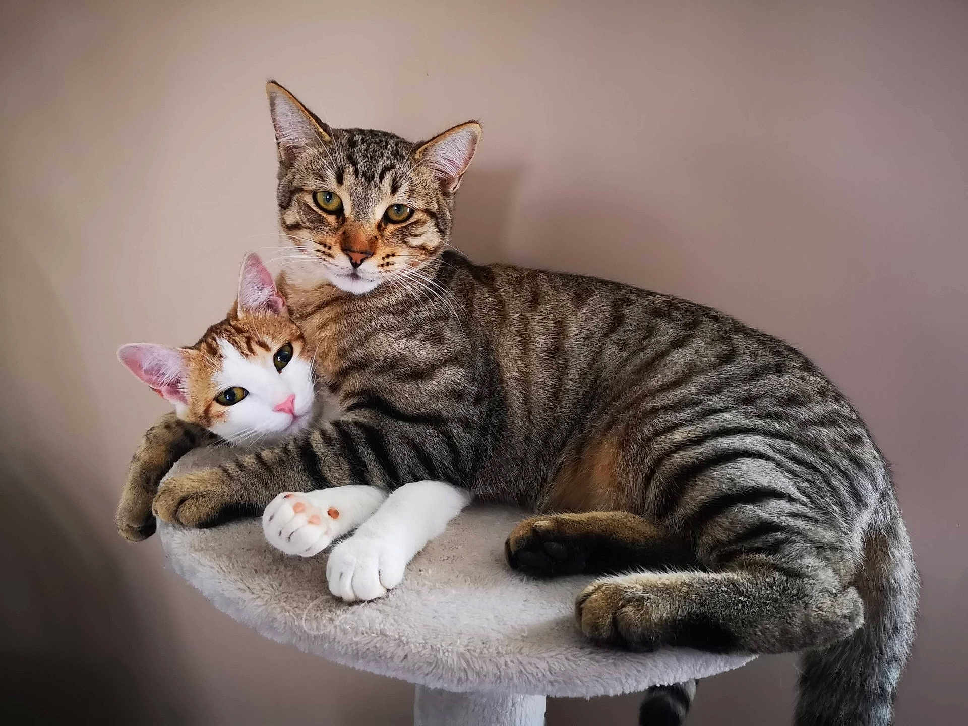 Rambo Et Romy