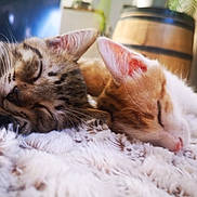 Rambo Et Romy a rejoint le concours — aidez-le/la à gagner de superbes lots ! animal, background_blur, cat, close_up, companion, cozy, cute, domestic_cat, feline, fluffy_blanket, indoor, kitten, orange_cat, peaceful, pets, resting, sleeping, soft_texture, tabby_cat, two_animals