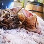 animal, background_blur, cat, close_up, companion, cozy, cute, domestic_cat, feline, fluffy_blanket, indoor, kitten, orange_cat, peaceful, pets, resting, sleeping, soft_texture, tabby_cat, two_animals