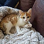 animal, cat, couch, cozy, cute, domestic, feline, fluffy_blanket, fur, indoor, kitten, looking, orange_and_white, paws, pet, relaxed, resting, small, whiskers, young