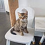 animal, cat, chair, curious, cute, domestic, ears, feline, floor, furniture, indoor, kitten, pet, portrait, scratching_post, sitting, small, tabby, white, young