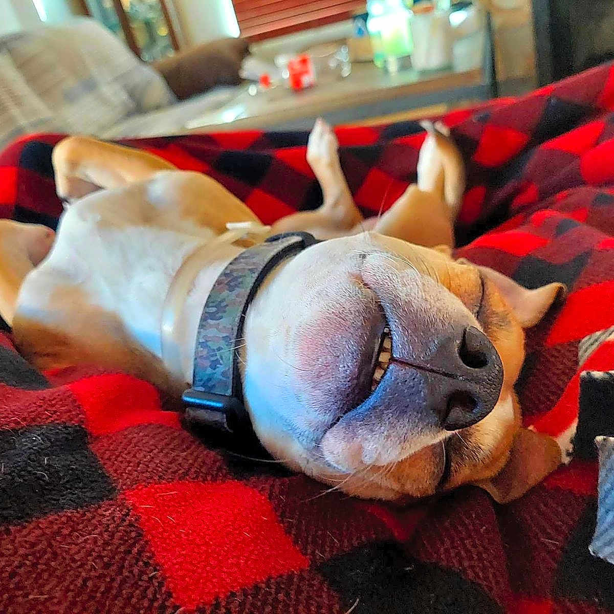 Buddy joined the competition — help win amazing prizes! dog, sleeping, blanket, red_and_black, checkered, collar, indoor, cozy, relaxed, pet, canine, napping, fur, comfortable, resting, couch, living_room, close_up, smiling, paw