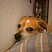 Buddy is registered to the contest to win money with this photo: animal, bedroom, brown, closeup, cushion, dog, ear, face, furniture, indoor, looking, nose, pet, quiet, relaxed, resting, striped, texture, wall, white