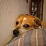 animal, bedroom, brown, closeup, cushion, dog, ear, face, furniture, indoor, looking, nose, pet, quiet, relaxed, resting, striped, texture, wall, white