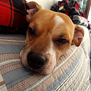 Buddy joined the competition — help win amazing prizes! dog, sleepy, resting, indoor, quilt, striped, pillow, plaid, tan, white, closeup, face, pet, canine, relaxed, cozy, home, furniture, nose, ear