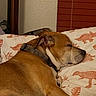 animal, bed, blanket, brown_dog, canine, collar, comfort, cozy, dinosaur_pattern, dog, fur, home, indoor, pet, pillow, quiet, relaxation, resting, side_view, sleeping