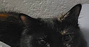 Shadow is registered to the contest to win money with this photo: cat, black_cat, pet, animal, bed, blanket, cozy, indoor, resting, fur, whiskers, ears, closeup, lying_down, domestic_cat, feline, quiet, sleepy, hidden, soft