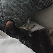 Shadow is registered to the contest to win money with this photo: cat, blanket, pillow, bed, indoor, cozy, peeking, hidden, fur, resting, animal, pet, soft, texture, gray, white, black, quiet, relaxed, home