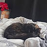 cat, tortoiseshell_cat, bed, bedding, blanket, indoor, resting, sleeping, fur, pet, cozy, curled_up, animal, domestic_animal, feline, cute, comfort, relaxation, home, nap