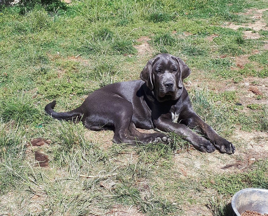 Roméo participe au concours pour gagner de l'argent avec cette photo : canidae, carnivore, companion_dog, dog, dog_breed, hunting_dog, labrador_retriever, mammal, sporting_group, vertebrate