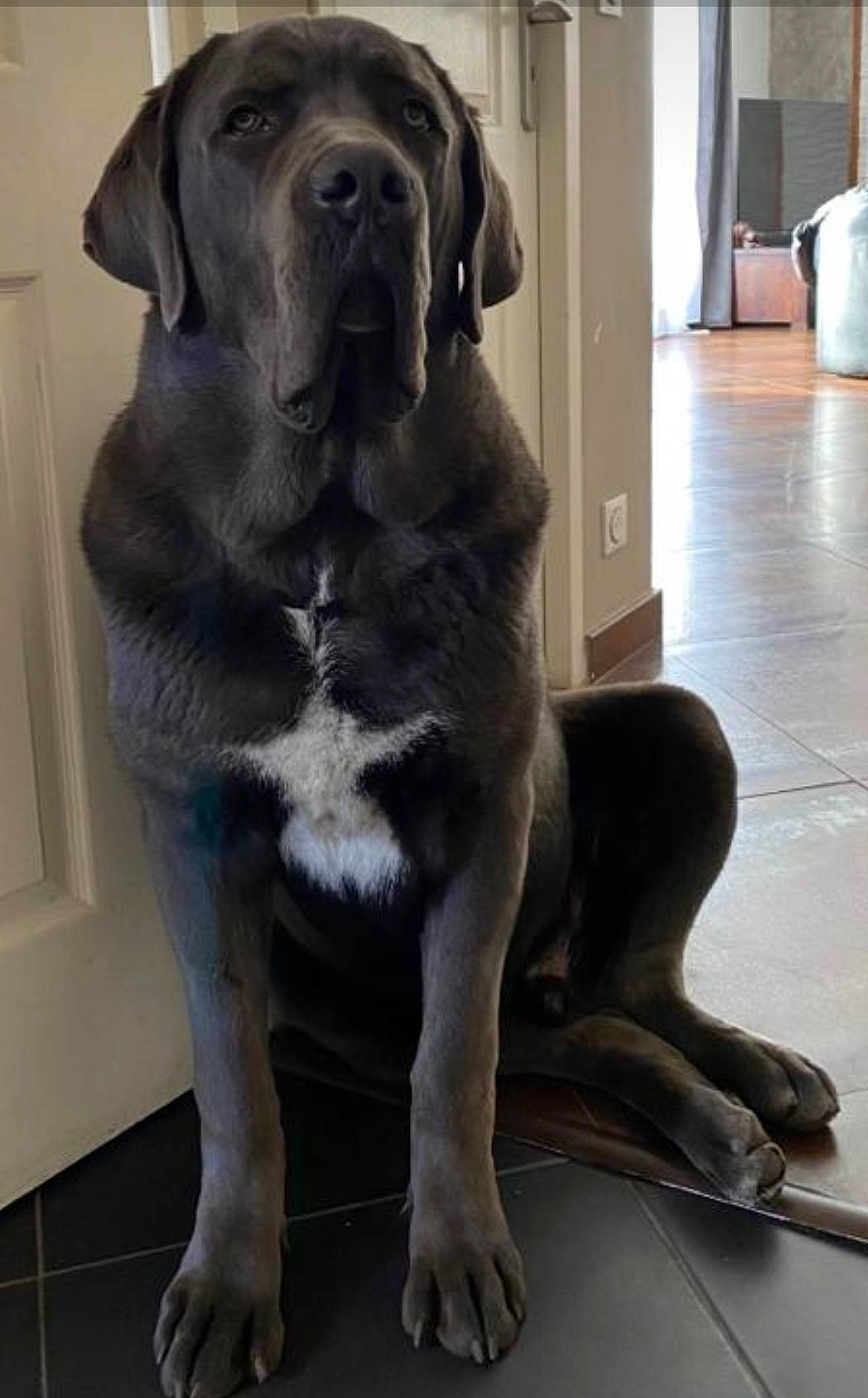 Roméo participe au concours pour gagner de l'argent avec cette photo : art, borador, canidae, carnivore, companion_dog, dog, dog_breed, dog_collar, door, flooring, fur, grey, gun_dog, liver, sporting_group, tail, terrestrial_animal, whiskers, working_animal, working_dog