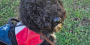 Nikita joined the competition — help win amazing prizes! dog, curly_hair, service_dog, vest, leash, grass, sidewalk, outdoor, pet, canine, black_dog, close_up, animal, companion, walking, nature, curious, friendly, alert, daylight