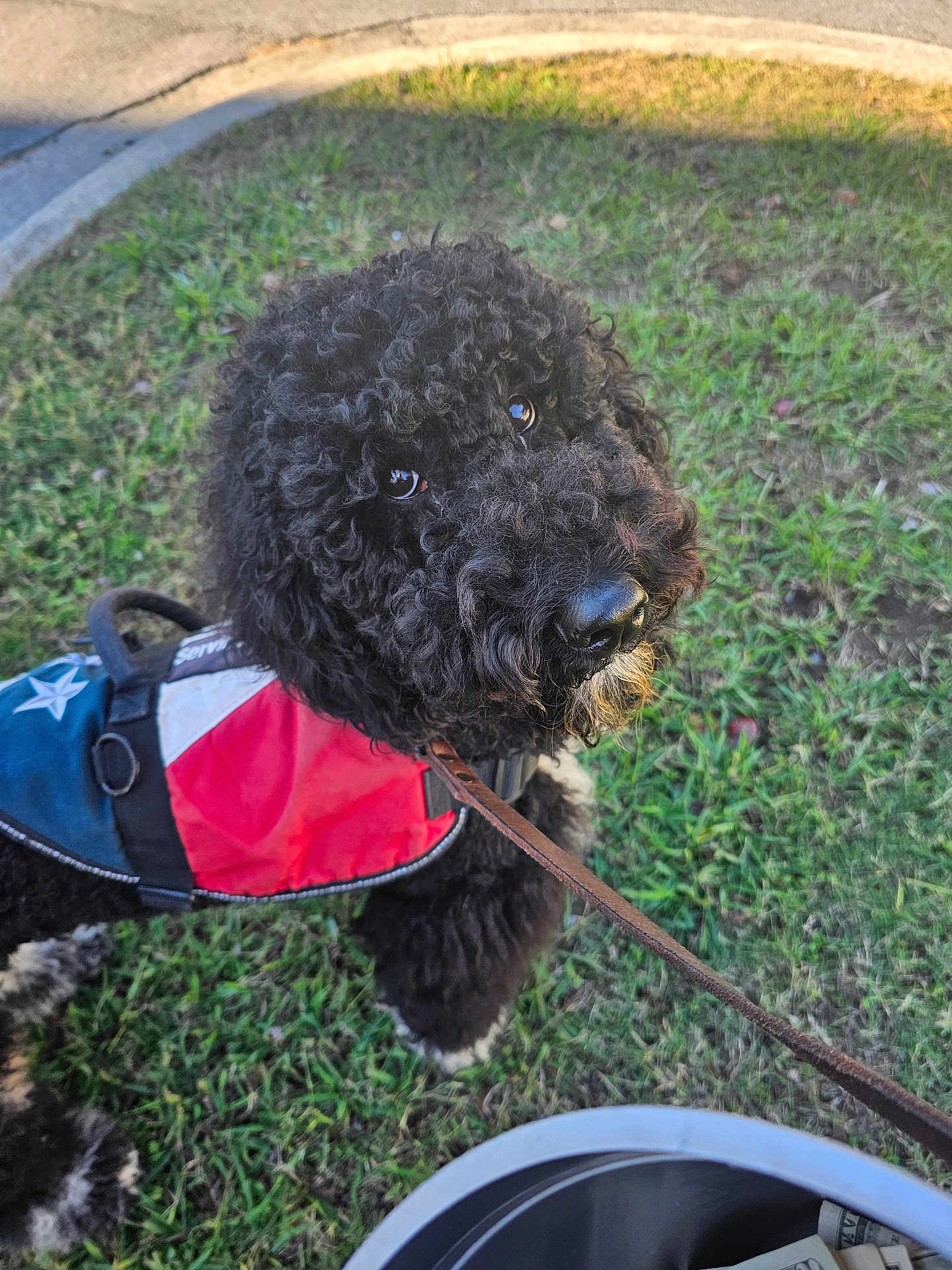 Nikita joined the competition — help win amazing prizes! dog, curly_hair, service_dog, vest, leash, grass, sidewalk, outdoor, pet, canine, black_dog, close_up, animal, companion, walking, nature, curious, friendly, alert, daylight
