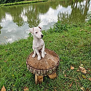 Atos participe au concours pour gagner de l'argent avec cette photo : puppy, dog, white_dog, wooden_stump, grass, pond, water, reflection, trees, outdoor, nature, greenery, cute, animal, pet, young_dog, daylight, calm, peaceful, curious