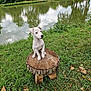 puppy, dog, white_dog, wooden_stump, grass, pond, water, reflection, trees, outdoor, nature, greenery, cute, animal, pet, young_dog, daylight, calm, peaceful, curious