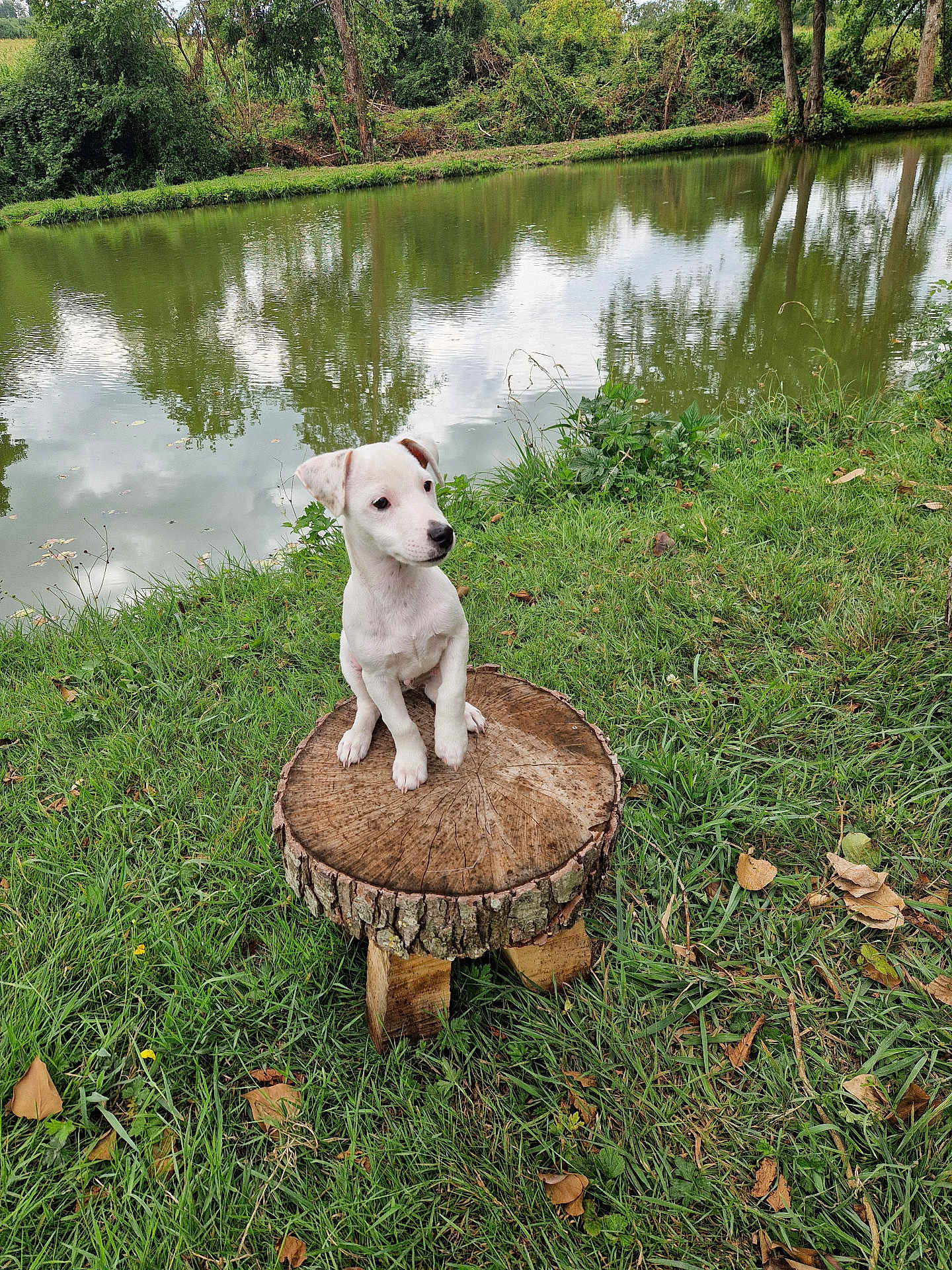 Atos participe au concours pour gagner de l'argent avec cette photo : puppy, dog, white_dog, wooden_stump, grass, pond, water, reflection, trees, outdoor, nature, greenery, cute, animal, pet, young_dog, daylight, calm, peaceful, curious