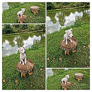 Atos participe au concours pour gagner de l'argent avec cette photo : animal, calm, collage, cute, dog, grass, greenery, leaves, nature, outdoor, pet, pond, puppy, reflection, sitting, small_dog, trees, water, white_dog, wooden_stump