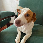 Olly a rejoint le concours — aidez-le/la à gagner de superbes lots ! animal, armchair, beagle, canine, chair, chihuahua, couch, cushion, doctor, dog, furniture, homedecor, hound, indoors, labradorretriever, person, pet, pointer, puppy, snout
