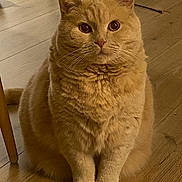 Merlin a rejoint le concours — aidez-le/la à gagner de superbes lots ! cat, orange_cat, pet, indoor, wooden_floor, toy, curious, fluffy, sitting, animal, whiskers, ears, paws, cute, feline, domestic_cat, looking, closeup, fur, playful