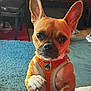 dog, pet, small_dog, orange_harness, indoor, curious, ears_up, brown_fur, white_paws, looking_at_camera, furniture, rug, chair, living_room, domestic, animal, companion, cute, alert, close_up
