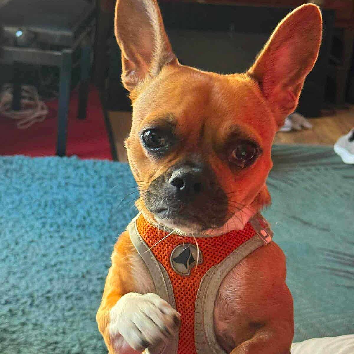 Cookie a rejoint le concours — aidez-le/la à gagner de superbes lots ! alert, animal, brown_fur, chair, close_up, companion, curious, cute, dog, domestic, ears_up, furniture, indoor, living_room, looking_at_camera, orange_harness, pet, rug, small_dog, white_paws