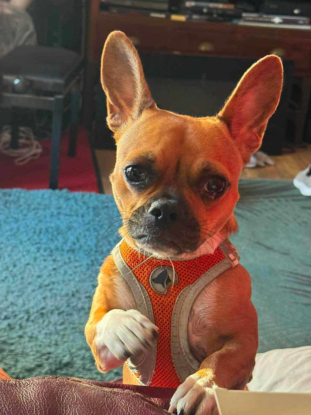 Cookie a rejoint le concours — aidez-le/la à gagner de superbes lots ! dog, pet, small_dog, orange_harness, indoor, curious, ears_up, brown_fur, white_paws, looking_at_camera, furniture, rug, chair, living_room, domestic, animal, companion, cute, alert, close_up