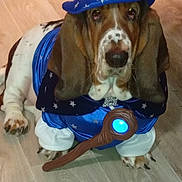 Ula participe au concours pour gagner de l'argent avec cette photo : dog, basset_hound, costume, wizard_hat, magic_wand, indoor, hardwood_floor, pet, blue_costume, stars_pattern, close_up, portrait, long_ears, paws, festive, cute, animal, holiday, looking_at_camera, glowing_prop