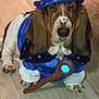 dog, basset_hound, costume, wizard_hat, magic_wand, indoor, hardwood_floor, pet, blue_costume, stars_pattern, close_up, portrait, long_ears, paws, festive, cute, animal, holiday, looking_at_camera, glowing_prop