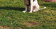 Tina participe au concours pour gagner de l'argent avec cette photo : animal, backyard, calm, canine, daylight, dog, fence, garden, grass, greenery, harness, lawn, leash, nature, outdoor, pet, sitting, sunlight, tethered, white_dog
