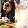 animal, basset_hound, closeup, companion, cute, cute_pet, dog, domestic_animal, face, floppy_ears, fluffy_fur, friend, fur, indoor, looking_away, lying_down, nose, pet, portrait, white_dog