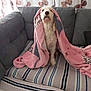 Tina a rejoint le concours — aidez-le/la à gagner de superbes lots ! dog, blanket, couch, striped, pink, cozy, indoor, pet, fur, curtains, butterfly_pattern, seated, home, comfort, relaxed, animal, mammal, living_room, cute, domestic