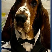Ula a rejoint le concours — aidez-le/la à gagner de superbes lots ! dog, basset_hound, tuxedo, bow_tie, pet, portrait, close_up, long_ears, droopy_eyes, paws, whiskers, nose, costume, formal, indoor, tile_floor, backdrop, framed, cute, brown_and_white