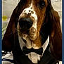 dog, basset_hound, tuxedo, bow_tie, pet, portrait, close_up, long_ears, droopy_eyes, paws, whiskers, nose, costume, formal, indoor, tile_floor, backdrop, framed, cute, brown_and_white