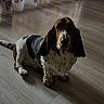 animal, basset_hound, black, brown, butterfly_pattern, calm, cozy, curtains, dog, domestic, flooring, home, indoor, long_ears, looking_at_camera, pet, quiet, sitting, white, wooden_floor