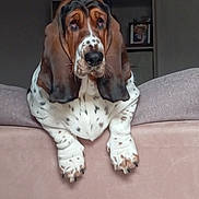 Ula a rejoint le concours — aidez-le/la à gagner de superbes lots ! animal, basset_hound, brown, canine, companion, couch, cute, dog, domestic, ears, fur, indoor, living_room, paws, pet, portrait, relaxed, resting, spotted, white