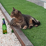 Ninou a rejoint le concours — aidez-le/la à gagner de superbes lots ! animal, background, bottle, calm, cat, daylight, edge, feline, glass_bottle, grass, gravel, green, looking_away, nature, outdoor, pet, relaxed, resting, tabby, wood