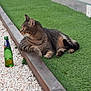 animal, background, bottle, calm, cat, daylight, edge, feline, glass_bottle, grass, gravel, green, looking_away, nature, outdoor, pet, relaxed, resting, tabby, wood