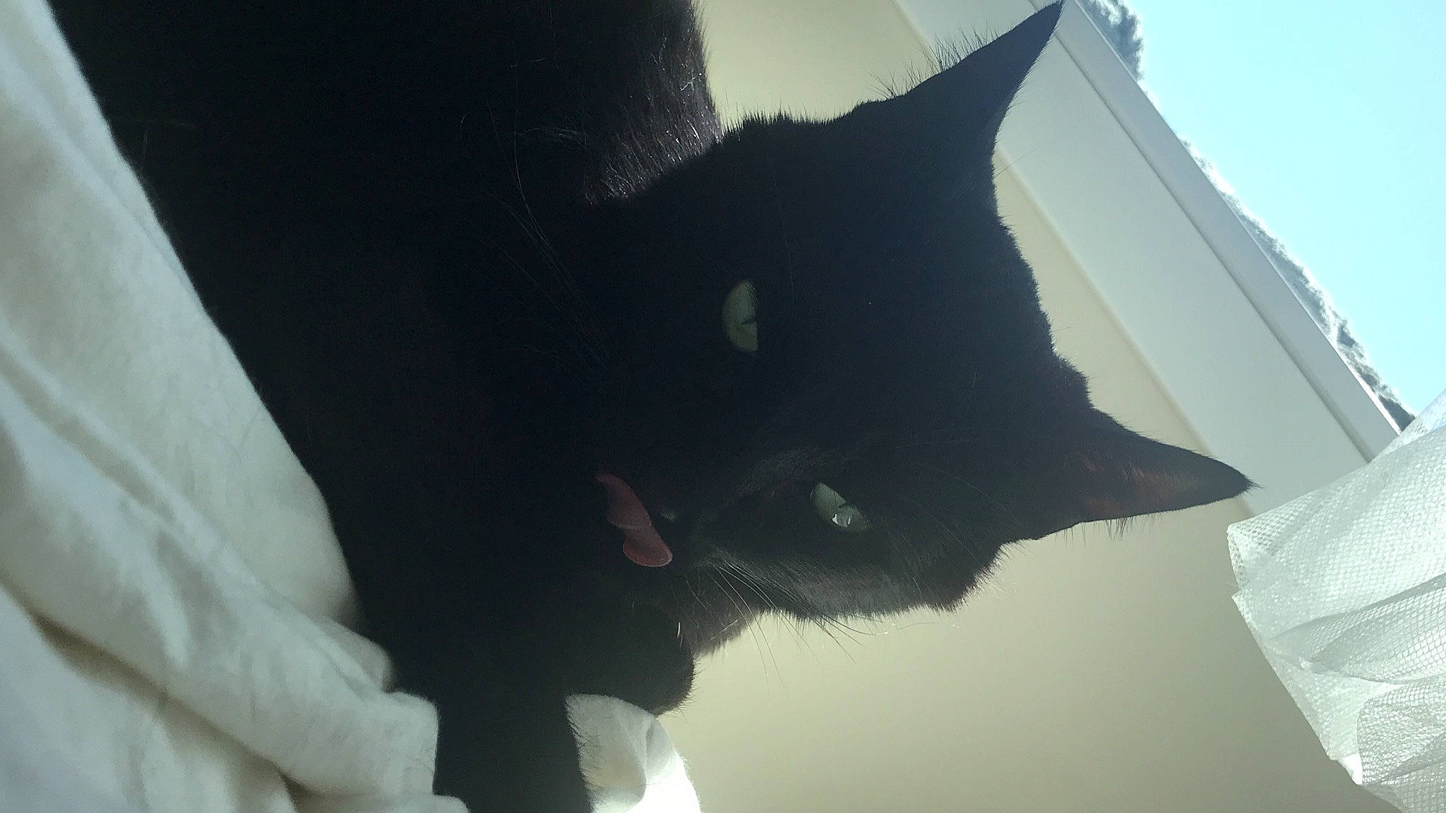 Petition joined the competition — help win amazing prizes! backlighting, black_cat, carnivore, cat, eye, eyewear, felidae, fur, grey, head, monochrome_photography, plant, shadow, sky, small_to_medium_sized_cats, snout, tail, tints_and_shades, tree, whiskers