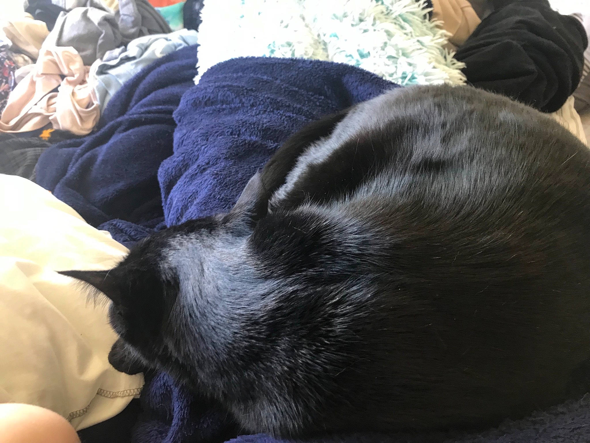 Petition is registered to the contest to win money with this photo: borador, canidae, carnivore, comfort, companion_dog, dog, dog_breed, fur, guard_dog, linens, nap, non_sporting_group, sleep, sporting_group, terrestrial_animal, whiskers, working_animal