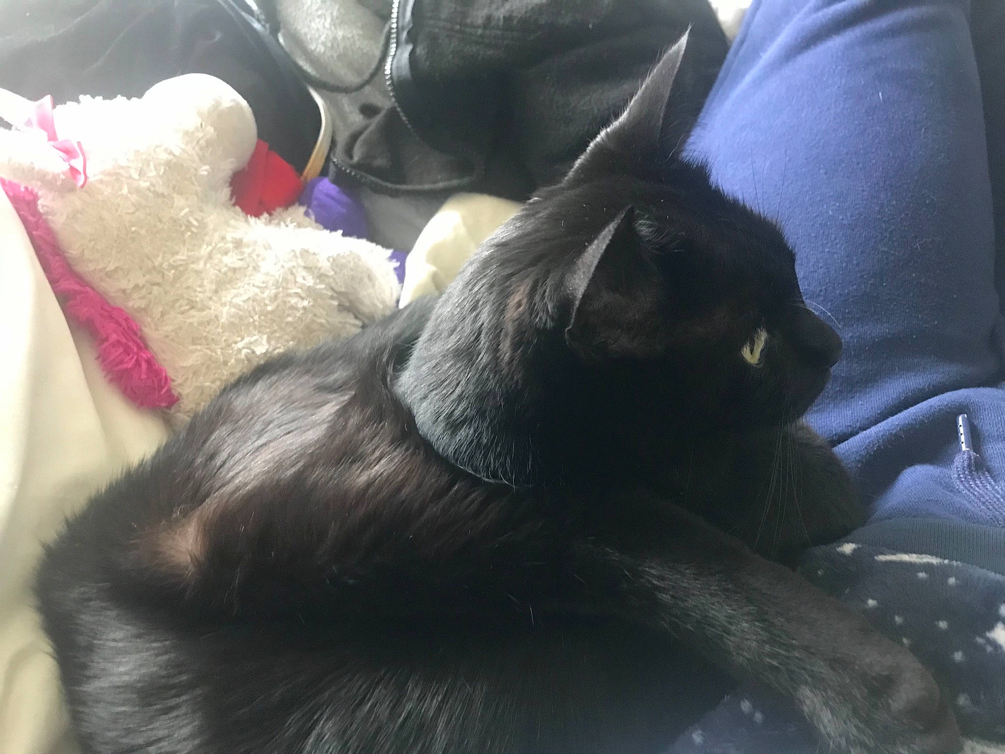 Petition is registered to the contest to win money with this photo: black_cat, bombay, carnivore, cat, comfort, companion_dog, dog_breed, domestic_short_haired_cat, ear, felidae, fur, gesture, grey, human_leg, mammal, paw, small_to_medium_sized_cats, tail, vertebrate, whiskers