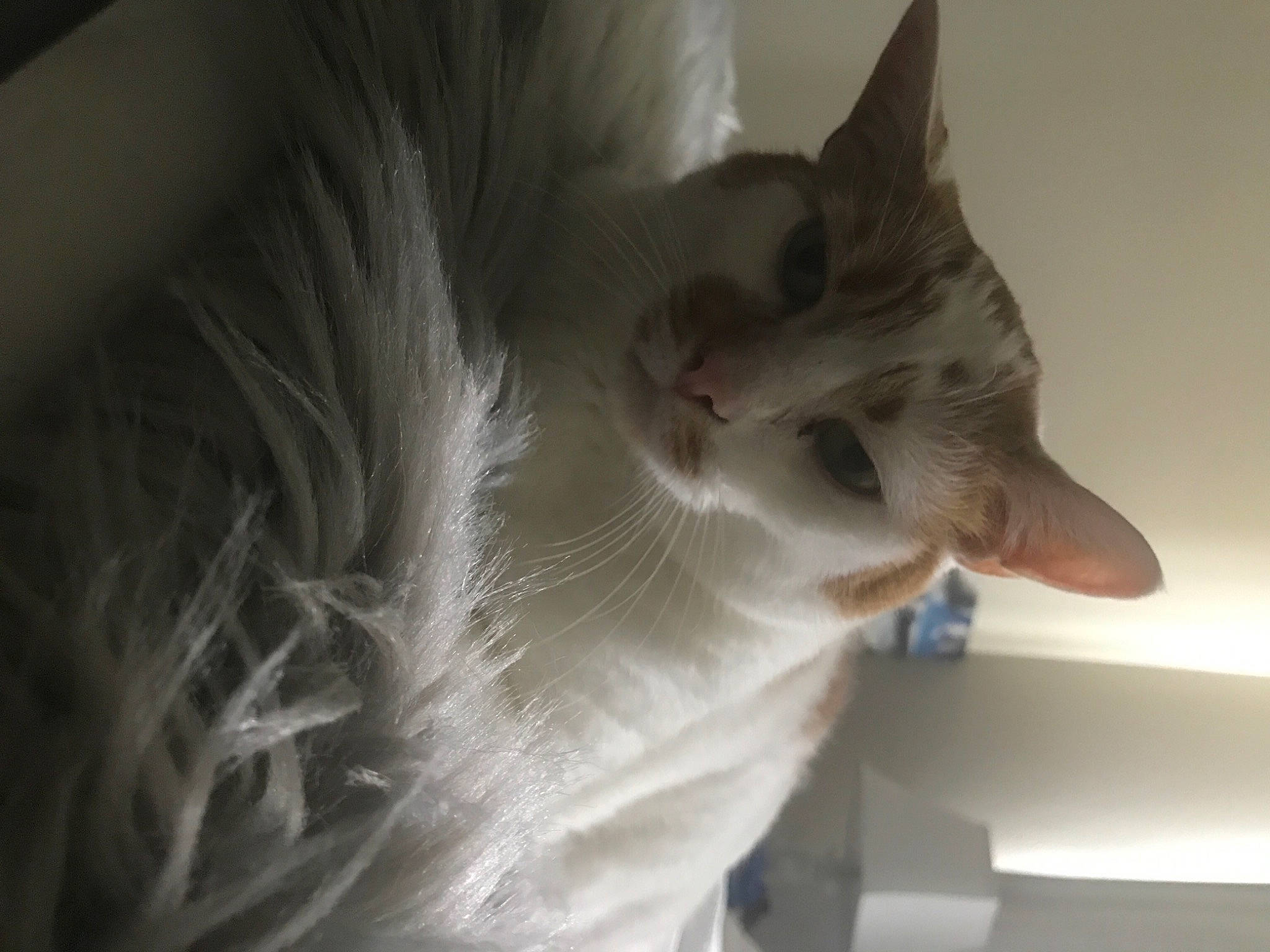 Tommy is registered to the contest to win money with this photo: carnivore, cat, comfort, domestic_short_haired_cat, ear, eye, eyelash, fawn, felidae, fur, paw, small_to_medium_sized_cats, snout, tail, whiskers