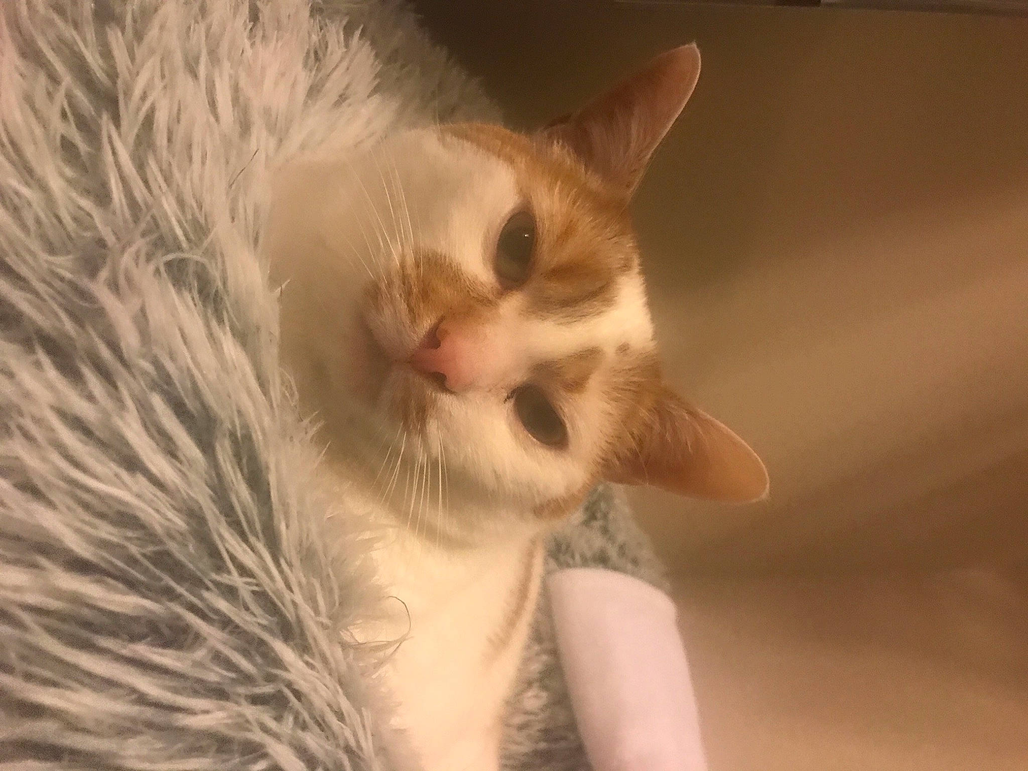 Tommy is registered to the contest to win money with this photo: carnivore, cat, claw, close_up, comfort, domestic_short_haired_cat, ear, eyelash, fang, fawn, felidae, fur, paw, plant, ragdoll, small_to_medium_sized_cats, tail, tree, whiskers, window