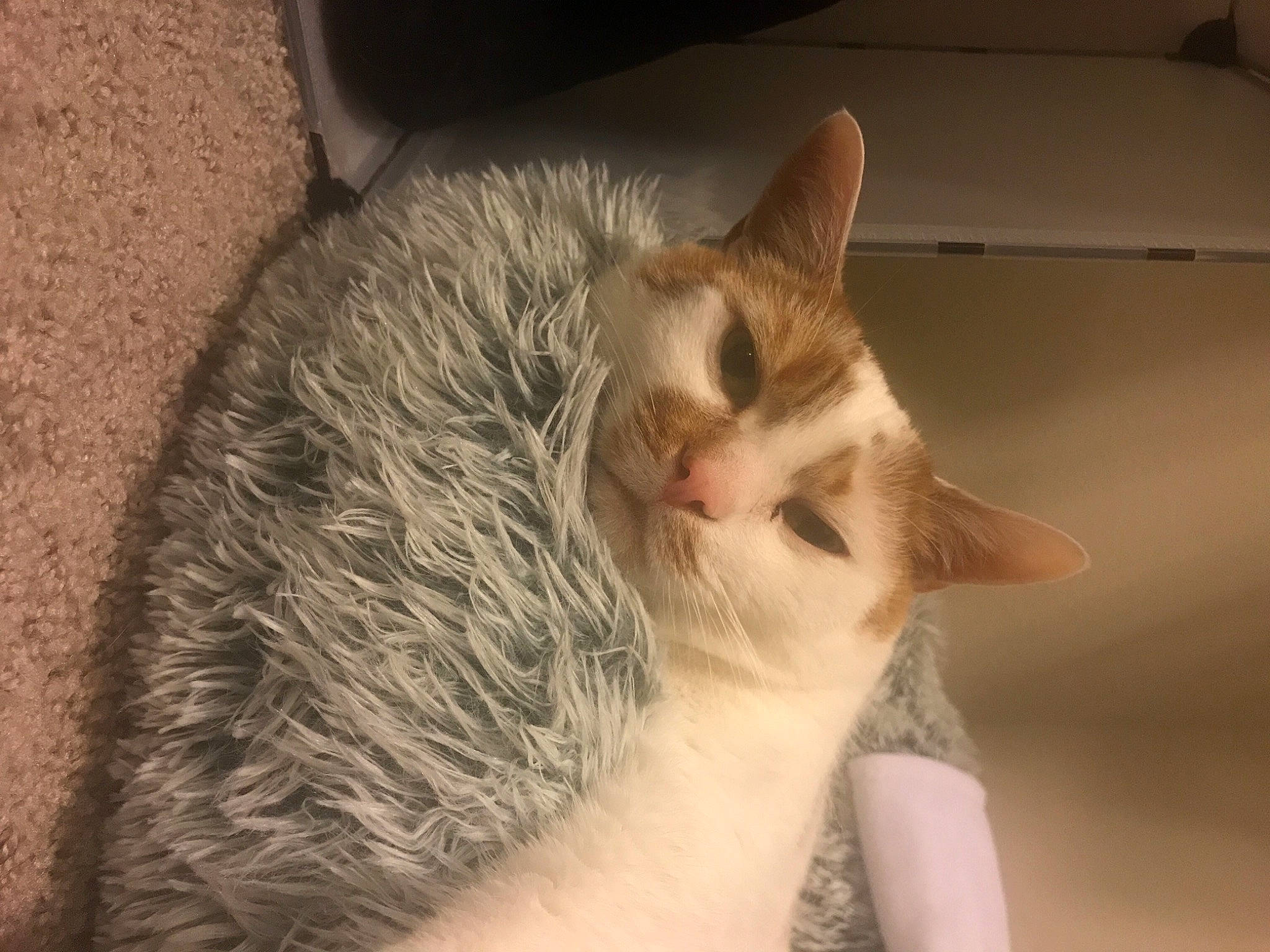 Tommy is registered to the contest to win money with this photo: carnivore, cat, claw, domestic_short_haired_cat, ear, fawn, felidae, fur, paw, small_to_medium_sized_cats, snout, tail, whiskers