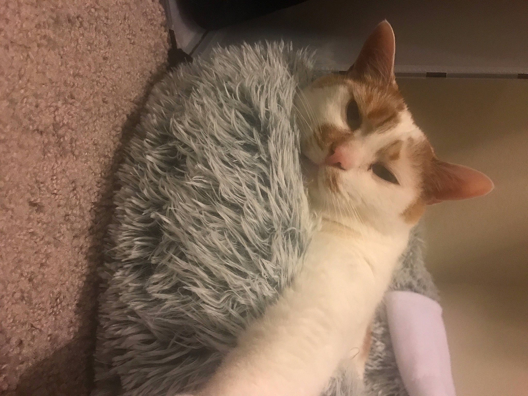 Tommy joined the competition — help win amazing prizes! carnivore, cat, claw, comfort, domestic_short_haired_cat, ear, fawn, felidae, fur, nap, paw, sleep, small_to_medium_sized_cats, tail, whiskers, wood