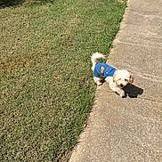 Herman is registered to the contest to win money with this photo: animal, canine, clothing, cute, daytime, denim_outfit, dog, fluffy, grass, happy, lawn, nature, outdoor, pet, shadow, sidewalk, small_dog, sunny, tail, walking